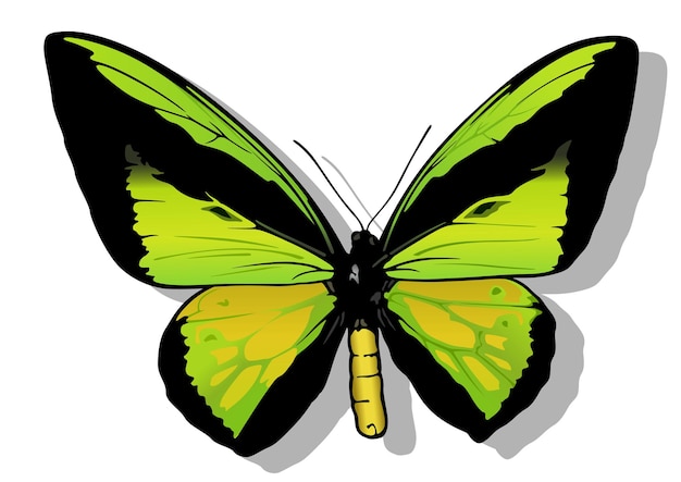 Goliath Birdwing Farfalla maschio Ornithoptera goliath