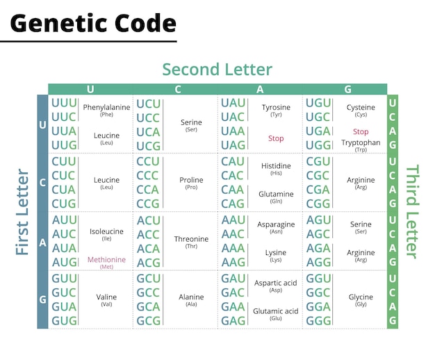 Grafico dei codoni dell'RNA del codice genetico alla sintesi proteica Illustrazione vettoriale Illustrazione didattica