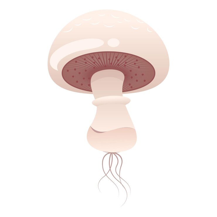 Vettore grafico dell'illustrazione di vettore del fungo di agaricus bisporus