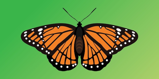 Grande bellissima farfalla vettoriale Elementi arancione semplici su ali nere Farfalla isolata