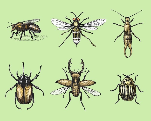 Grande set di insetti insetti coleotteri e api molte specie in stile vintage vecchio disegnato a mano incisa illustrazione xilografia