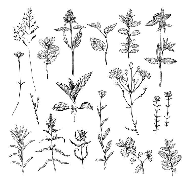 Grande set di piante selvatiche e fiori illustrato in stile incisione vettoriale