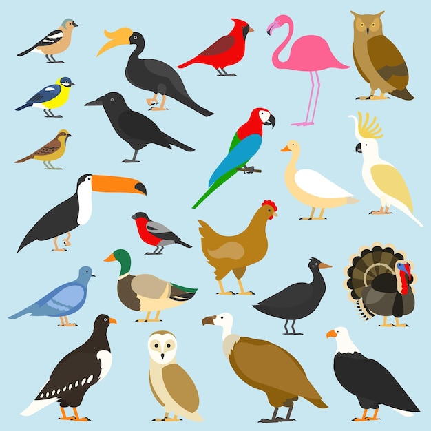Grande set di uccelli tropicali domestici e altri cardinali fenicottero gufi aquile pappagallo di mare calvo oca corvo passero pollo tacchino cacatua piccione toco tucano bucero grifone anatra