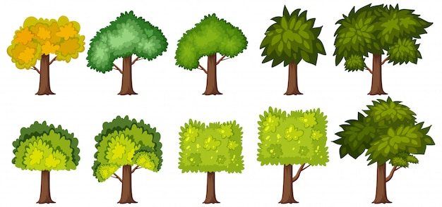 Grandi alberi verdi su fondo bianco