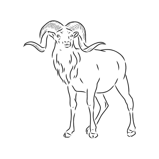 Grandi corna di capra avvitate dalla parte posteriore, disegno vettoriale di schizzo in stile grafico su sfondo bianco schizzo vettoriale di ariete con corna a vite