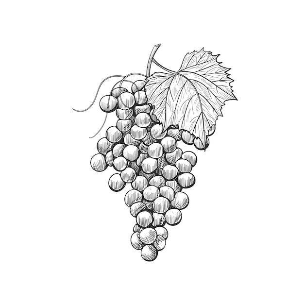 Grappoli d'uva vintage con foglie illustrazione dell'uva da vino schizzo Uva vettoriale disegnata a mano