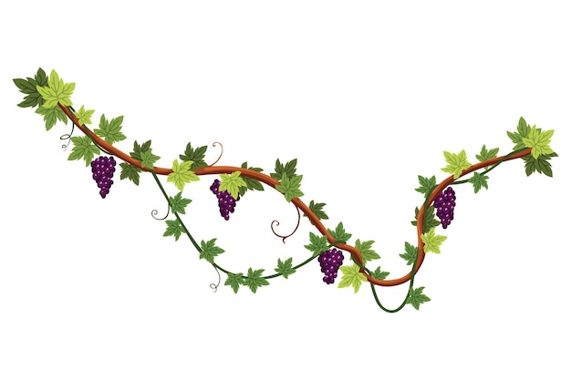 Grappolo d'uva Grappolo di bacche e foglie Pianta rampicante decorativa della vite dell'uva Frutta che cresce cibo sano isolato su sfondo bianco