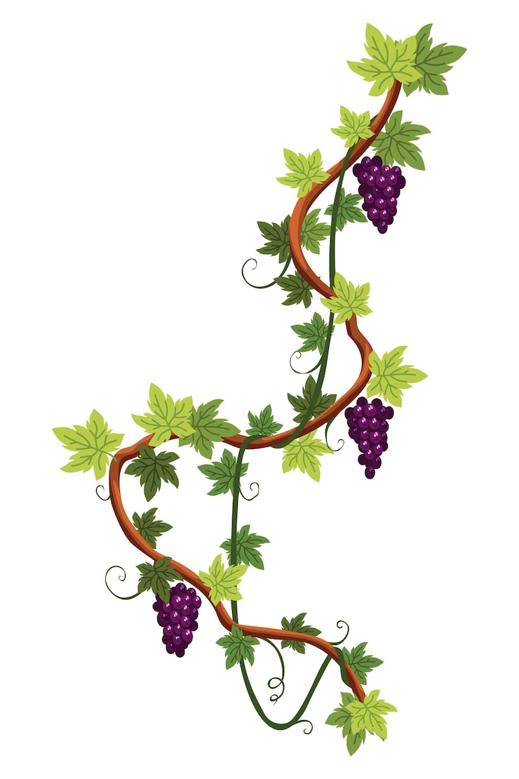 Vettore grappolo d'uva grappolo di bacche e foglie pianta rampicante decorativa della vite dell'uva frutta che cresce cibo sano isolato su sfondo bianco