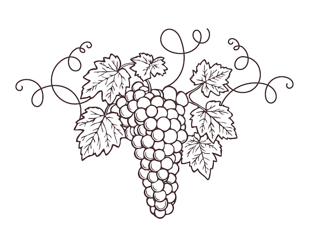 Grappolo di uva con foglie disegno di contorno disegnato a mano su sfondo bianco