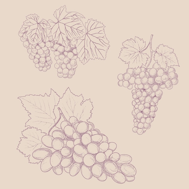 Grappolo di uva d'annata