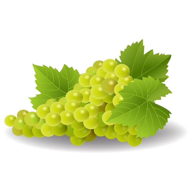 Grappolo di uva gialla o verde con foglie di vite isolate su sfondo bianco