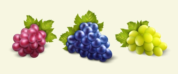 Grappolo di uva realistico bacche naturali frutta dolce di vigna verde nero e rosa elementi 3D isolati con foglie enologia agricoltura bevande alcoliche piante biologiche set vettoriale