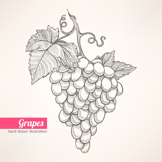 Grappolo di uva