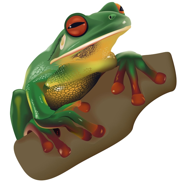 Vettore green treefrog litoria infrafrenata