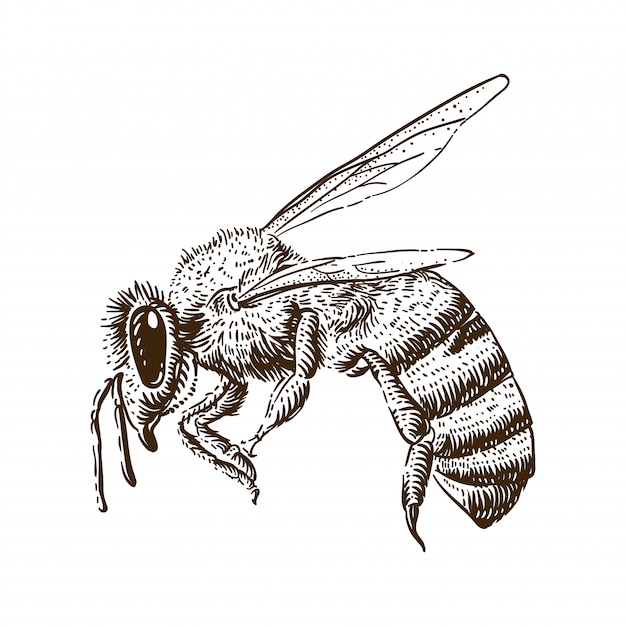 Honey Bee Engraving Illustration