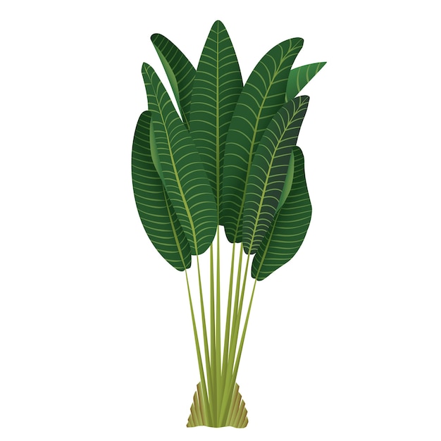 Houseplant Ravenala palm Ficus pipal pianta di gomma per la decorazione di interni Illustrazione vettoriale