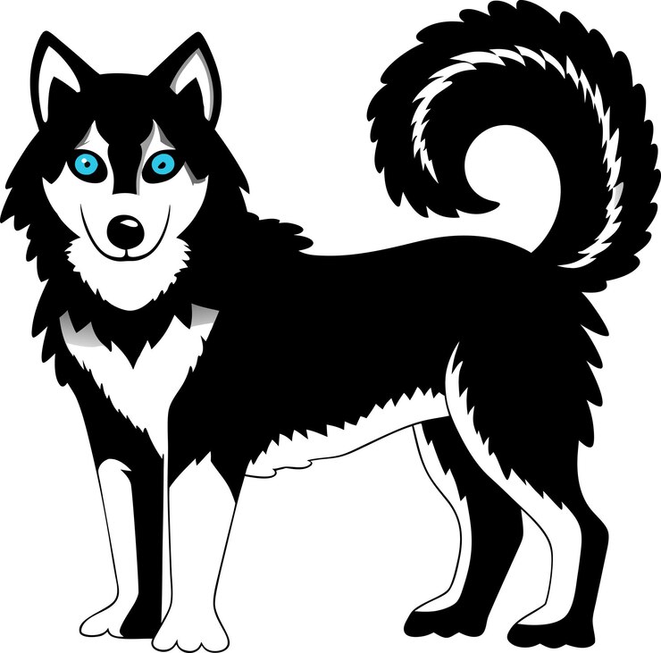 Vettore husky bianco e nero