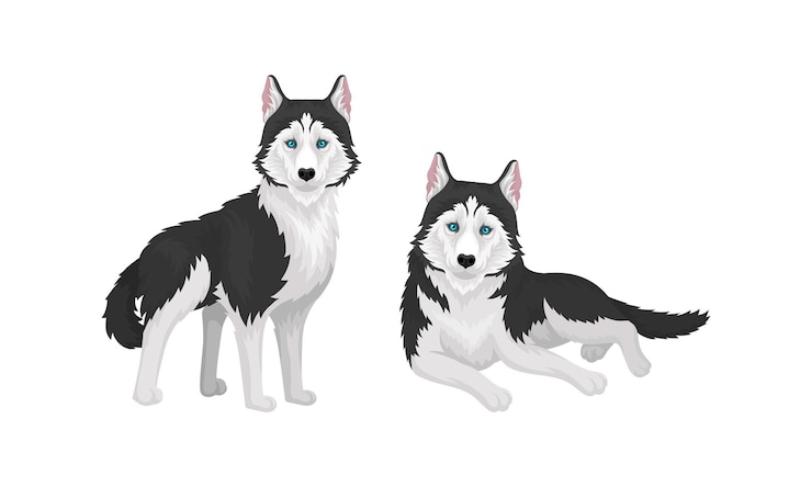 Vettore husky siberiano come razza di cane da lavoro di medie dimensioni in diverse posizioni