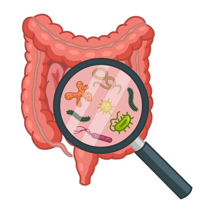 Vettore i batteri intestinali in una lente d'ingrandimento