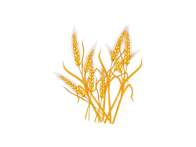 I gambi d'oro del grano isolati