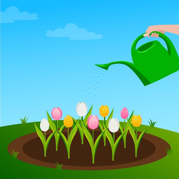 i tulipani crescono nell'illustrazione piana di vettore di cura dei fiori del giardino tulipani nell'aiuola