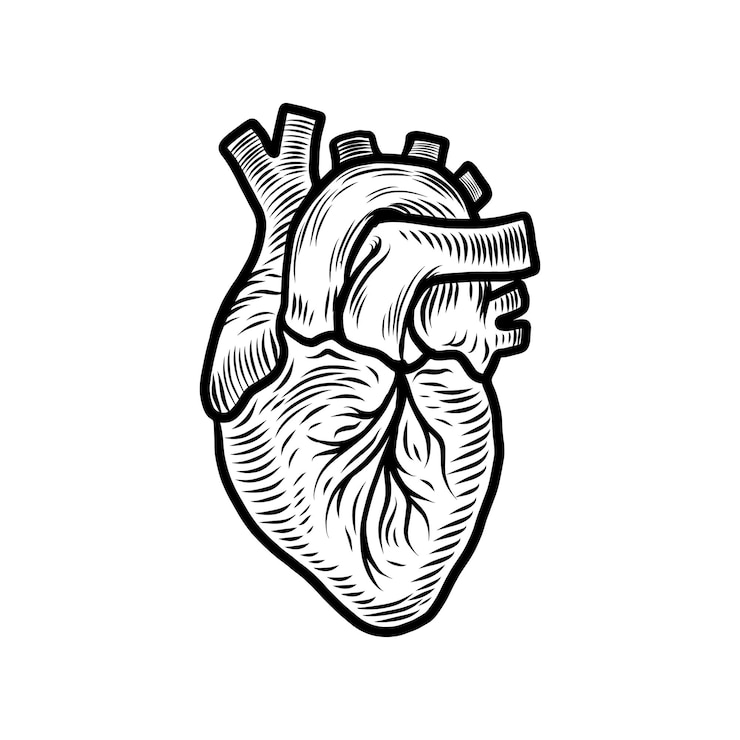 Vettore icona anatomica dell'organo cardiaco illustrazione disegnata a mano dell'icona vettoriale anatomica dell'organo cardiaco per il web design