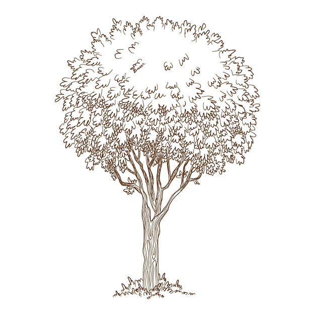 Icona botanica vecchio albero. Disegnata a mano e illustrazione di contorno dell'icona di vettore di vecchio albero botanico per il web design