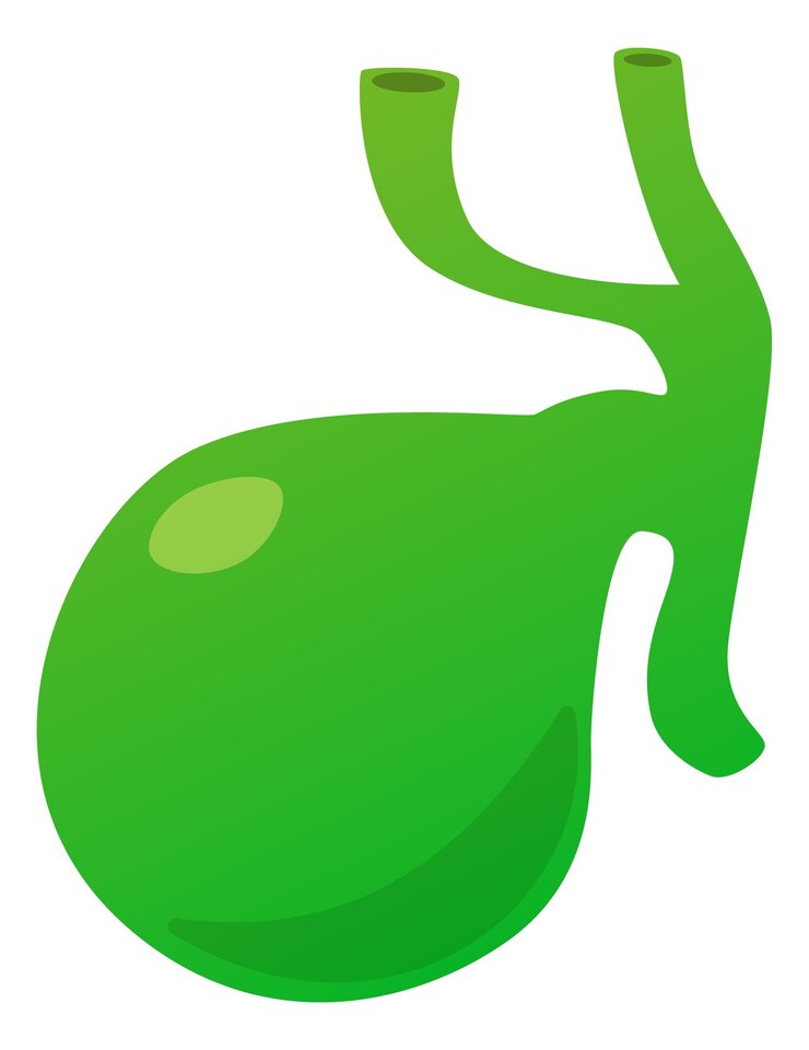 Vettore icona della cistifellea illustrazione verde dell'organo umano