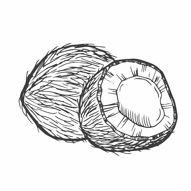 Icona di cocco dalla collezione di frutta Elemento di linea semplice Simbolo di cocco