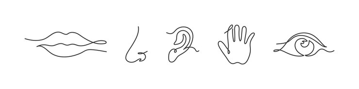 Icona di una riga cinque sensi umani Labbra naso sentire tocco occhio xAon disegnato con un simbolo di illustrazione di una linea Vettore di raccolta del senso del segno