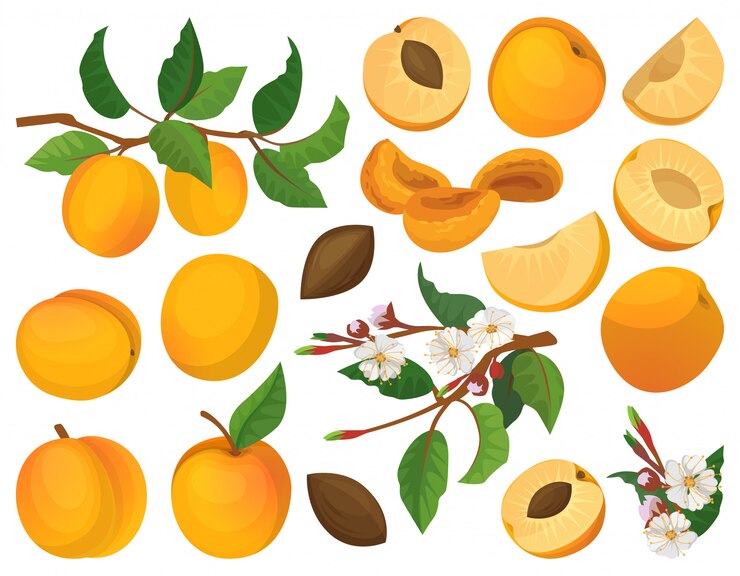 Icona stabilita del fumetto dell'albicocca della frutta. pesca dell'illustrazione.