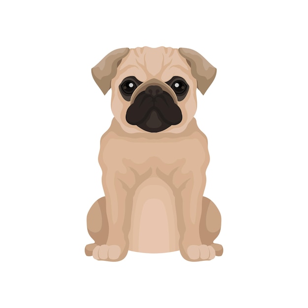 Icona vettoriale piatta di un simpatico cucciolo di carlino Piccolo cane domestico con testa rotonda e muso corto Elemento per poster o banner di negozio di animali