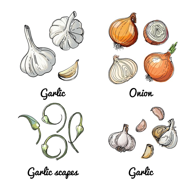 Vettore icone alimentari vettoriali di verdure e spezie erbe schizzo colorato di prodotti alimentari cipolla aglio