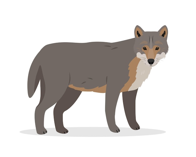 Icone di animale lupo grigio selvatico isolato su sfondo bianco Canis lupus