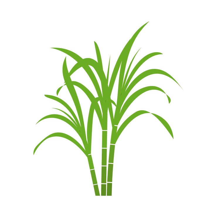 Vettore iconica della canna da zucchero vettore disegno illustrativo modello del logo