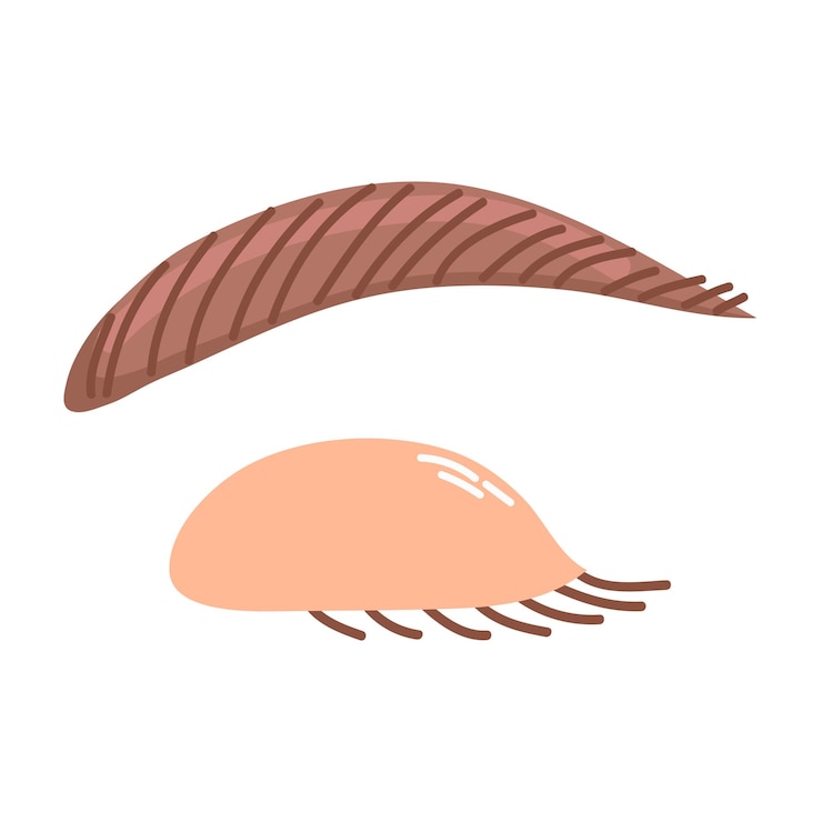 Vettore iconica delle sopracciglia clipart avatar illustrazione vettoriale isolata