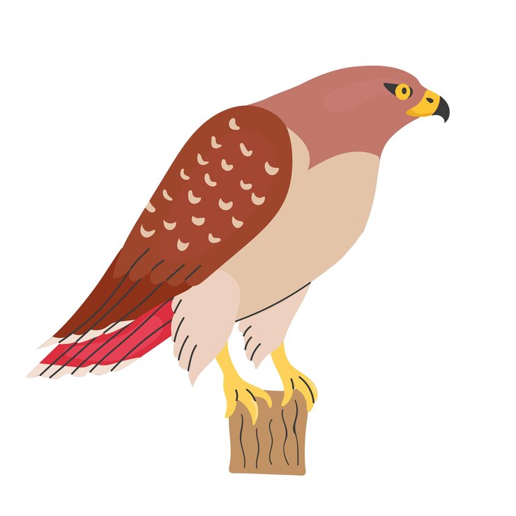Vettore iconica di falco a coda rossa clippart avatar logotipo illustrazione isolata