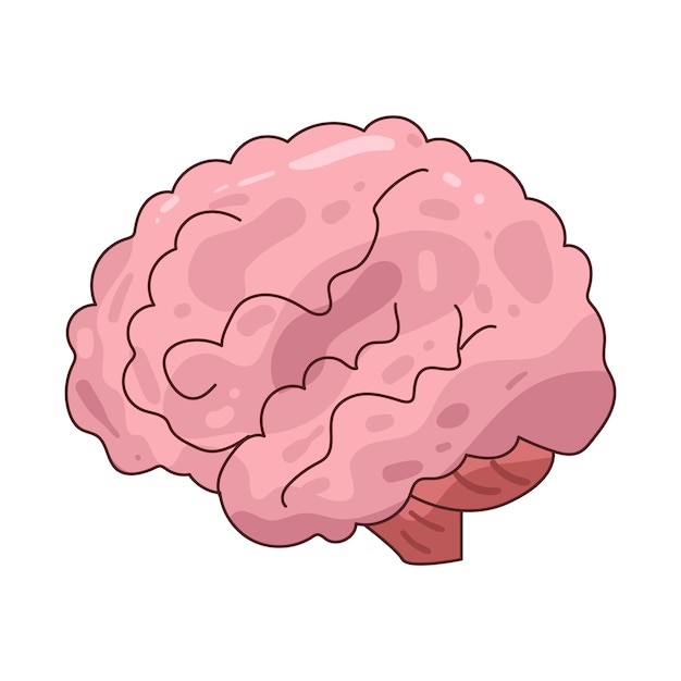 Il cervello