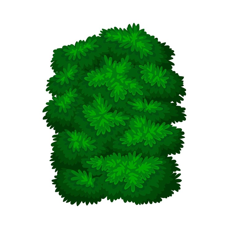 Vettore il cespuglio verde scuro come pianta legnosa perenne con densa copertura fogliare illustrazione vettoriale