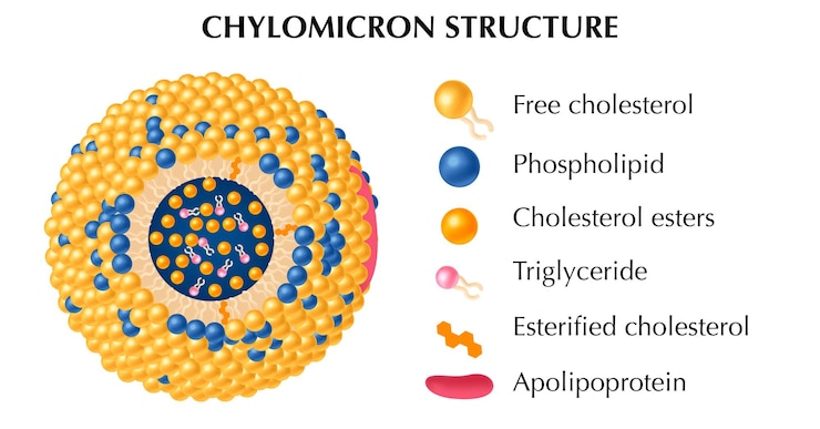 Vettore il concetto realistico della struttura dei chilomicroni impostato con i simboli degli esteri di trigliceridi e colesterolo ha isolato l'illustrazione vettoriale