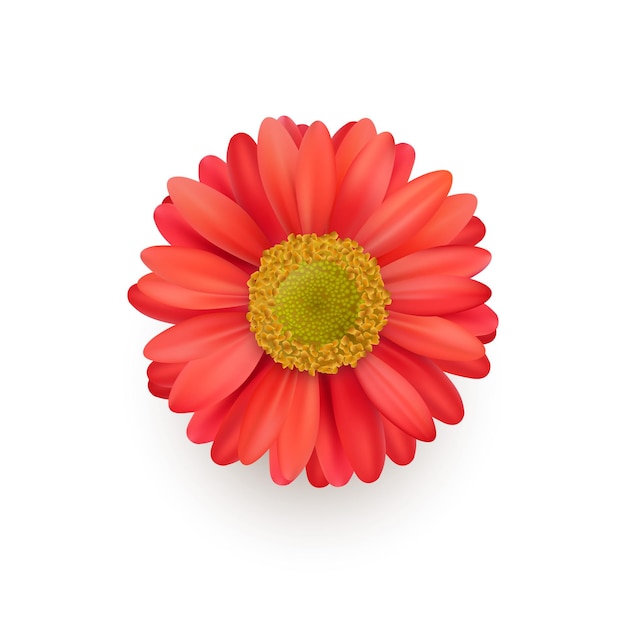Il fiore di gerbera in fiore
