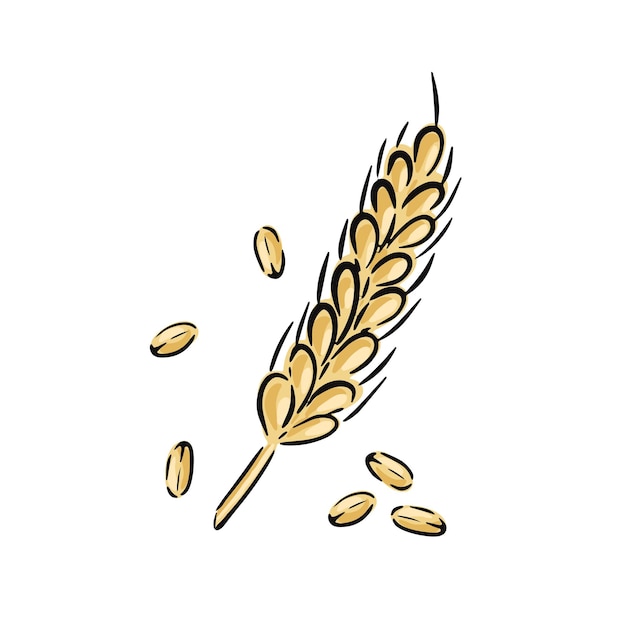 Il gambo d'oro del grano disegnato a mano mostra i chicchi maturi