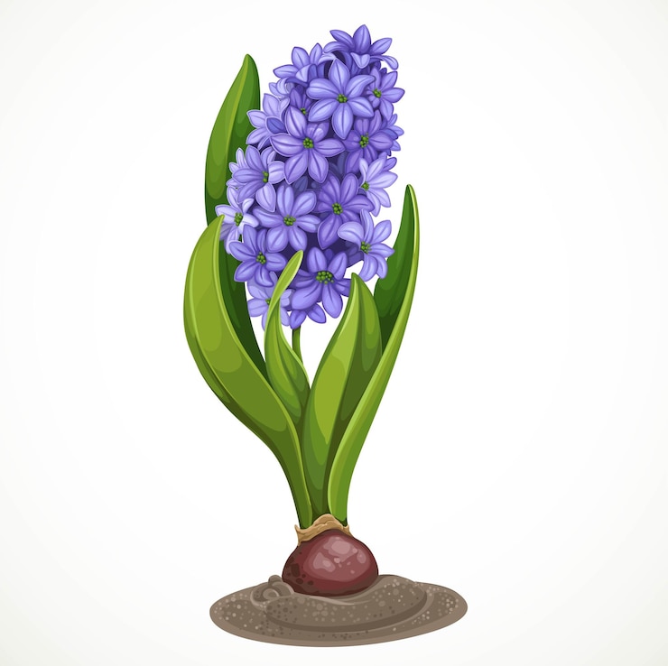 Vettore il giacinto blu cresce da un bulbo nel terreno isolato su uno sfondo bianco un fiore primaverile