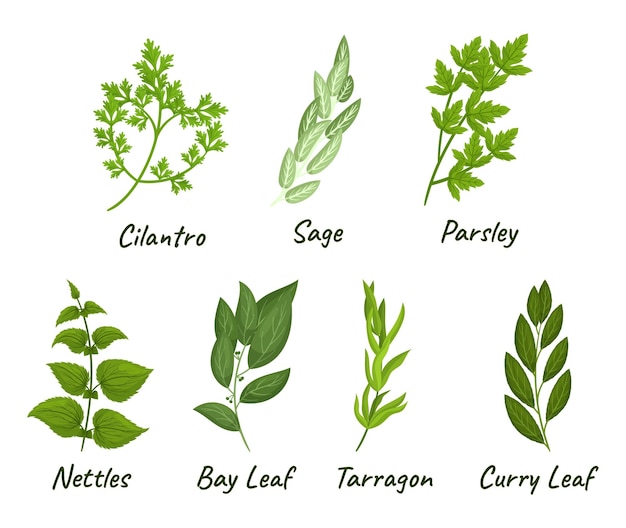 Il set di erbe culinarie include una selezione di piante saporite e aromatiche utilizzate in cucina come il prezzemolo e il coriandolo