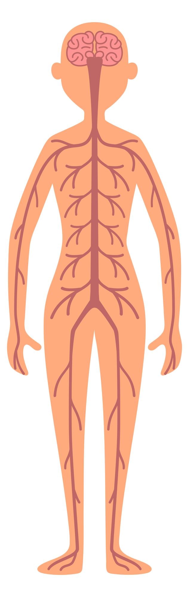 Vettore il sistema nervoso femminile illustrazione dell'anatomia del corpo umano