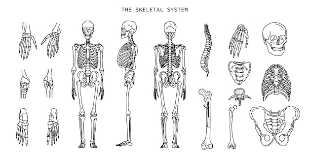 Il sistema osseo umano Linea di anatomia isolato disegno Schema di schizzo Scheletro in piedi del cranio