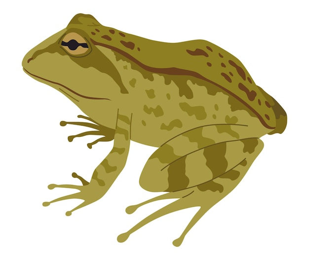 Il tipo di animale anfibio rana o rospo di rettile tropicale esotico vettoriale piatto illustrato su