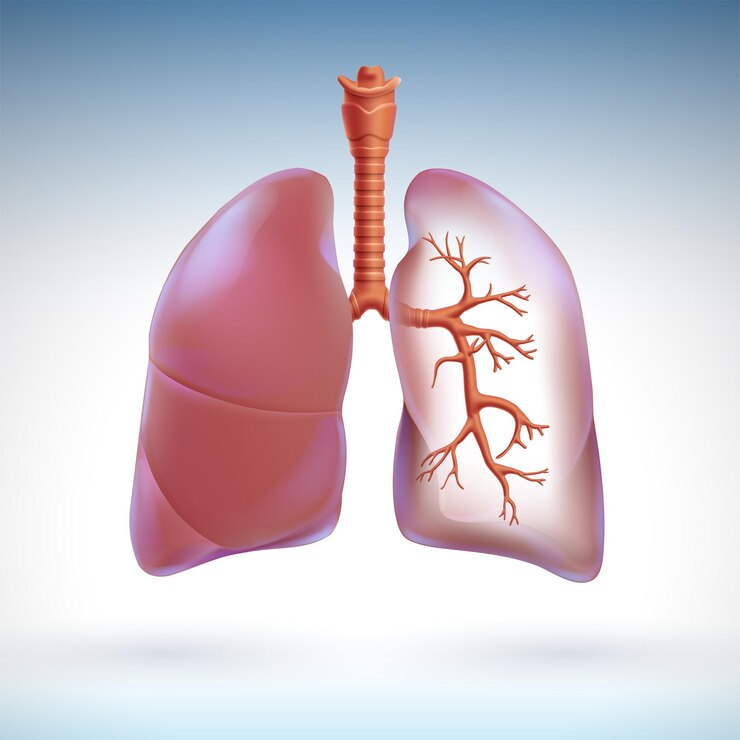 Vettore illustrazione 3d del polmone umano parzialmente trasparente per evidenziare i rami respiratori all'interno.