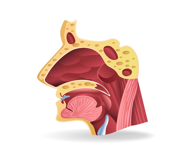 Illustrazione 3d piatta isometrica del concetto di anatomia della sezione facciale del tratto respiratorio