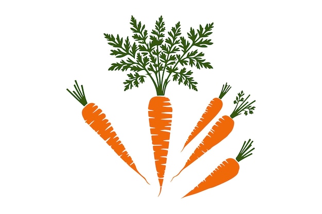Illustrazione a colori della carota